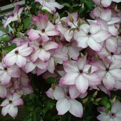 Клематис Фонд Мэмориез