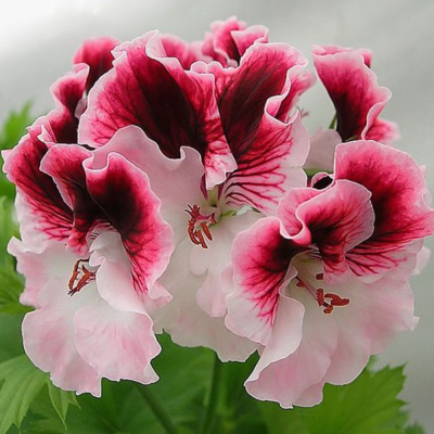 Пеларгония Королевская ассорти