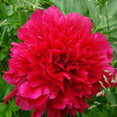 Рубра Плена