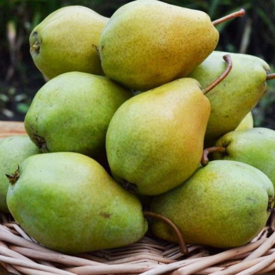 Сентябрина