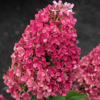 Распберри Пинк