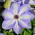Клематис Иван Олссон