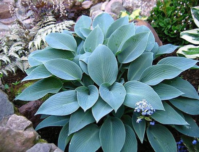 Хоста Халкион