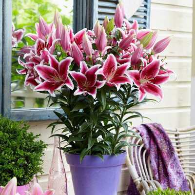 Стар Романс