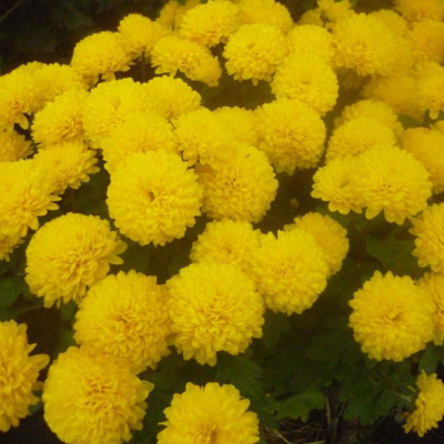 Хризантема корейская Мишаль