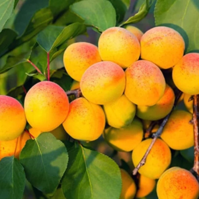 Хабаровский