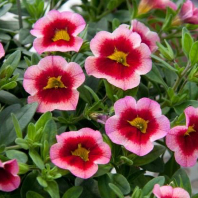 Калибрахоа