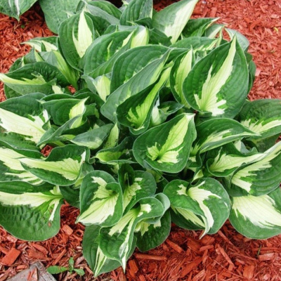 Хоста Уайрлвинд