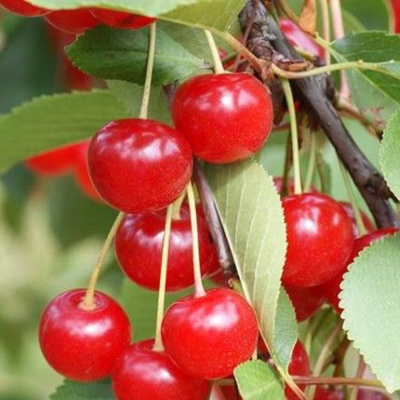 Стандарт Урала