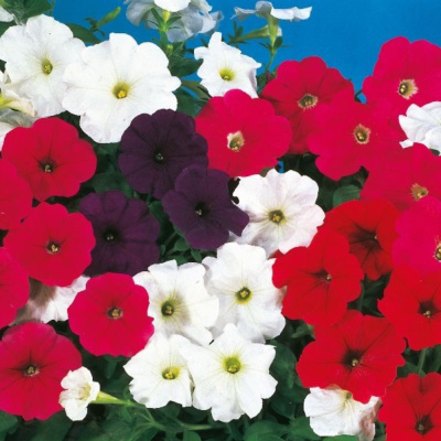 Петуния ассорти