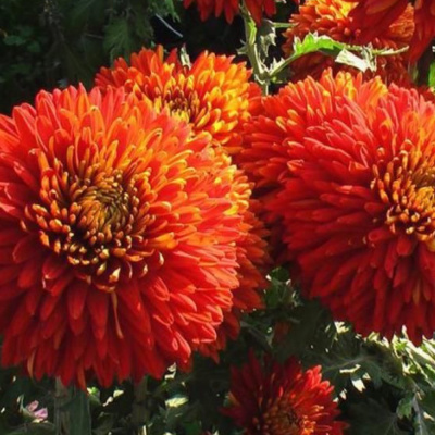 Хризантема корейская Шапка Мономаха