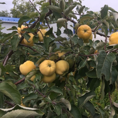 Антоновка Золотистая