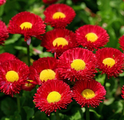 Маргаритка