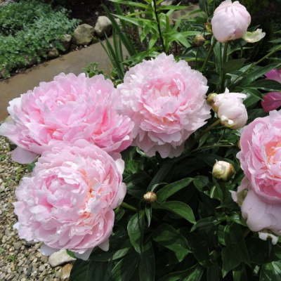 Королева Вильгельмина