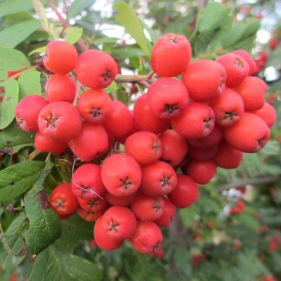 Рябина Невежинская