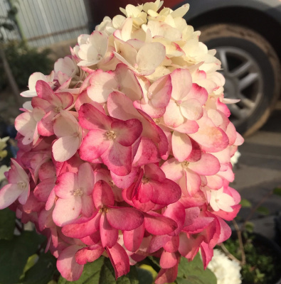 Колорфул коктейль