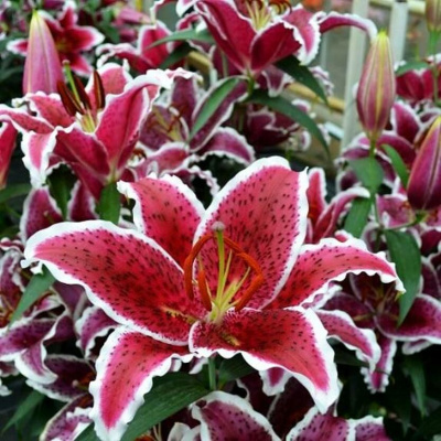 Фронт Пейдж