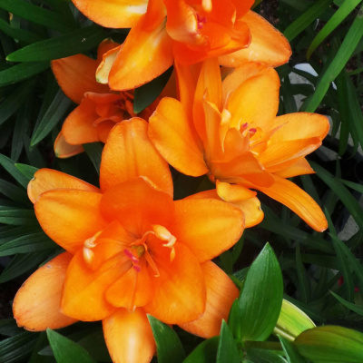 Тайни Дабл Ю