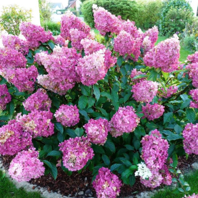 Гортензия Сандей Фрайз