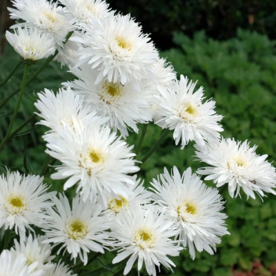 Ромашка (Нивяник) Аглая