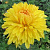 Хризантема корейская Опал