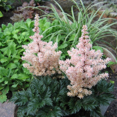 Астильба курчавая Лилипут