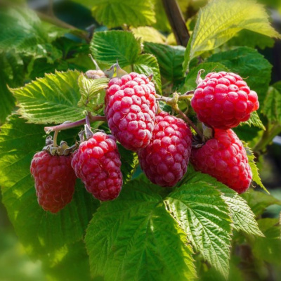 Карамелька