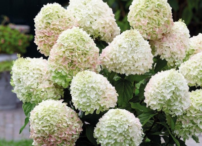 Коттон крем (Cotton Cream)