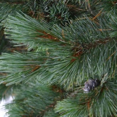 Сосна кедровая Глаука