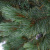Сосна кедровая Глаука