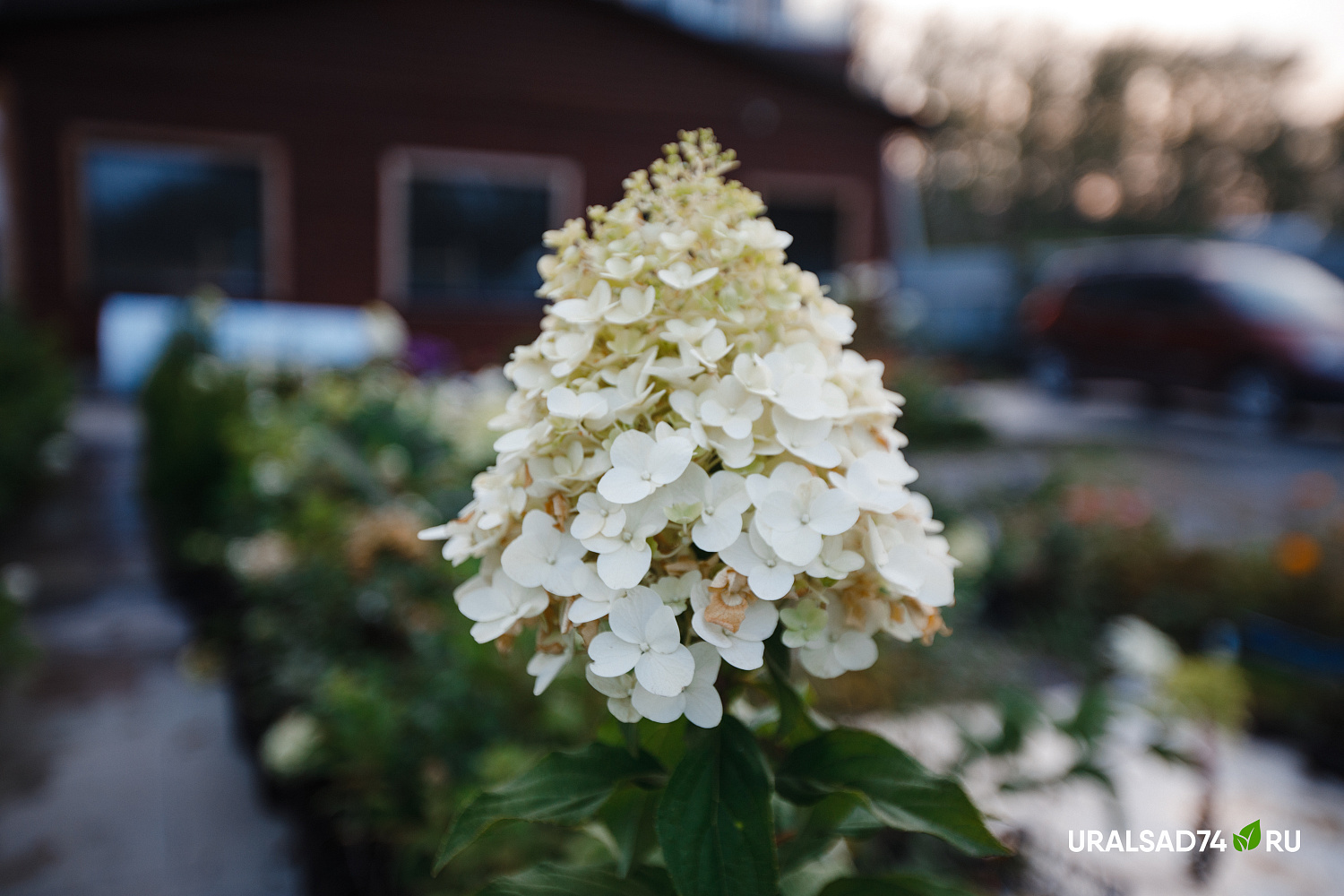 Все гортензии по 1000 рублей до 10 сентября 2023 г