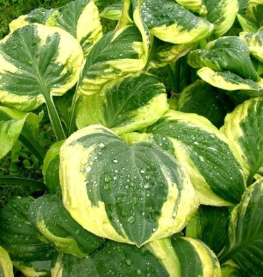 Хоста Карнавал