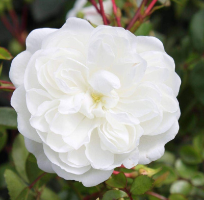 Роза почвопокровная Сноу Балет (Rosa Snow Ballet)