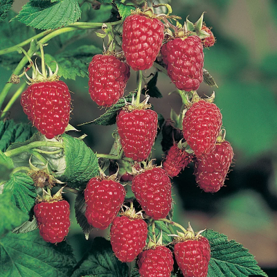 Бриллиантовая