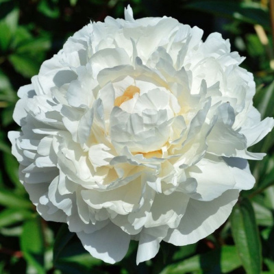 Альба Плена