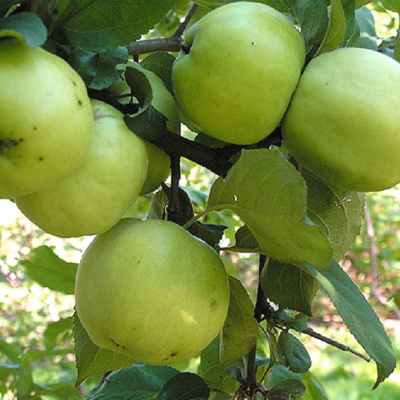 Антоновка обыкновенная