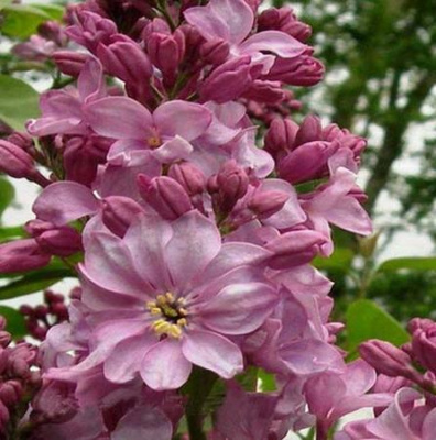 Маршал Бирюзов