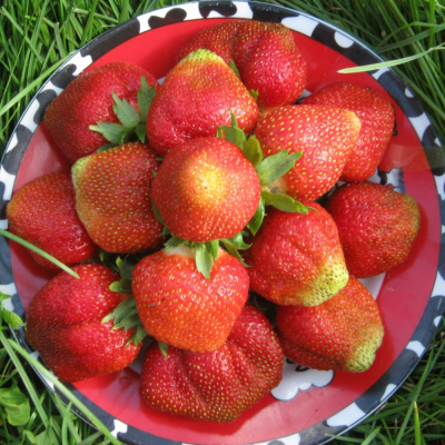 Елизавета 2