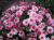 Хризантема мультифлора Джиджи Дак Пинк