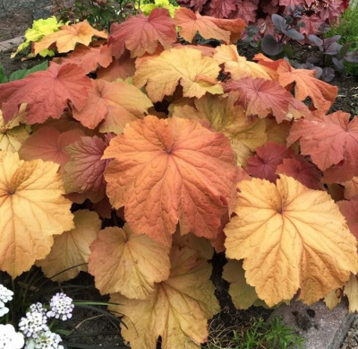 Мега Карамель