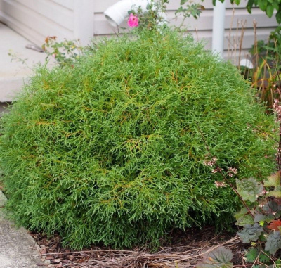 Туя Мистер Боулинг Болл