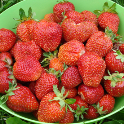 Большая медведица