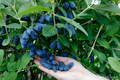 Гигант Севера