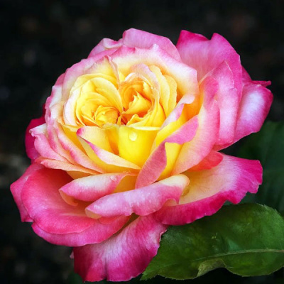 Роза чайно-гибридная Восточный экспресс (Rosa Pullman Orient Express)