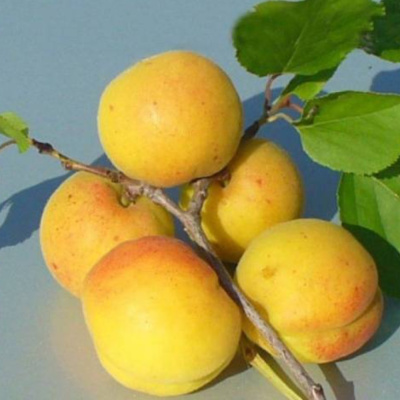 Кичигинский