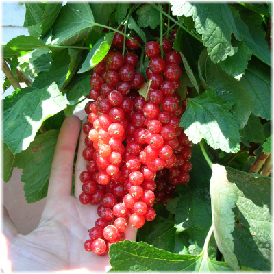 Чулковская