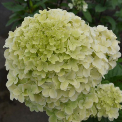 Гортензия Диамантино