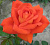 Роза чайно-гибридная Наранга (Rosa Naranga)