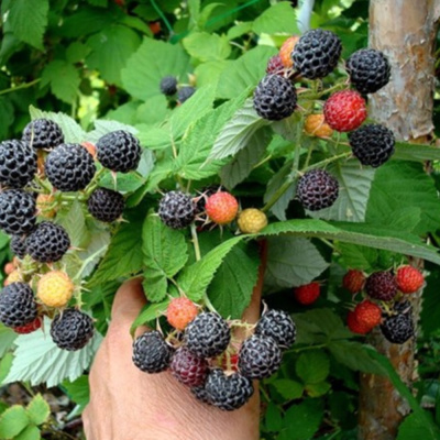 Кумберленд