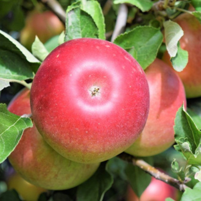 Анис свердловский